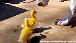 duckies.gif duckies.gif