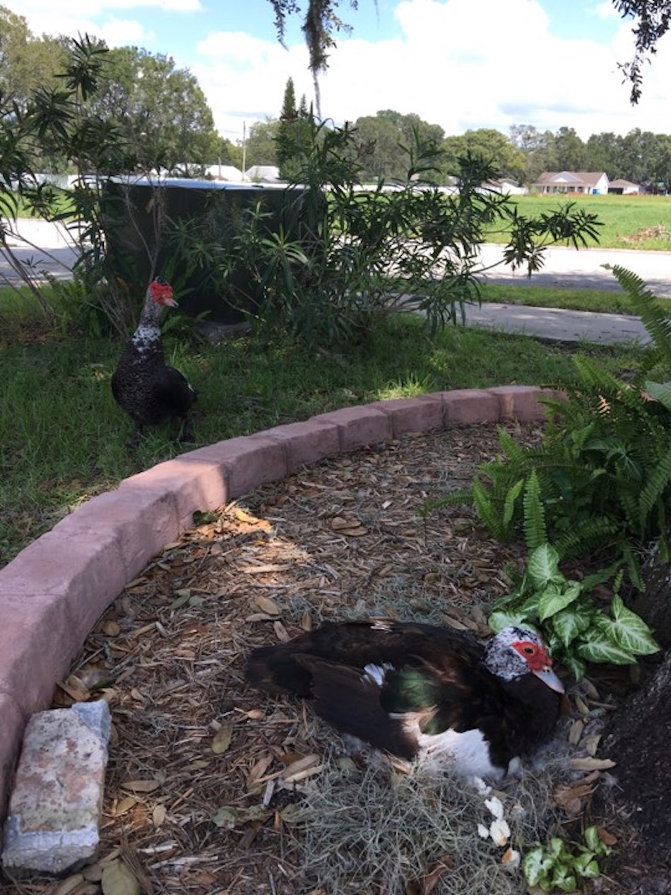 duckies.jpg