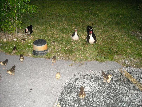 ducklings-1.jpg