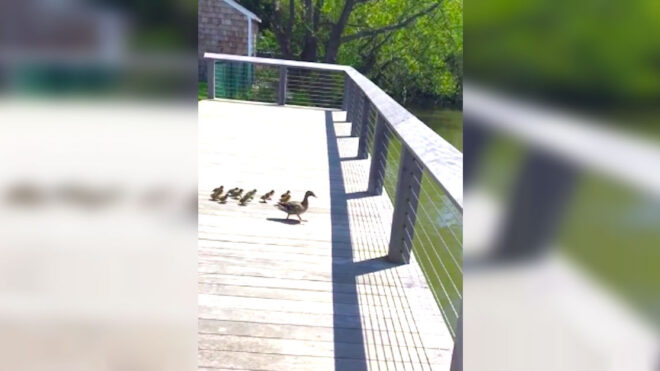 ducklings-jump-into-water