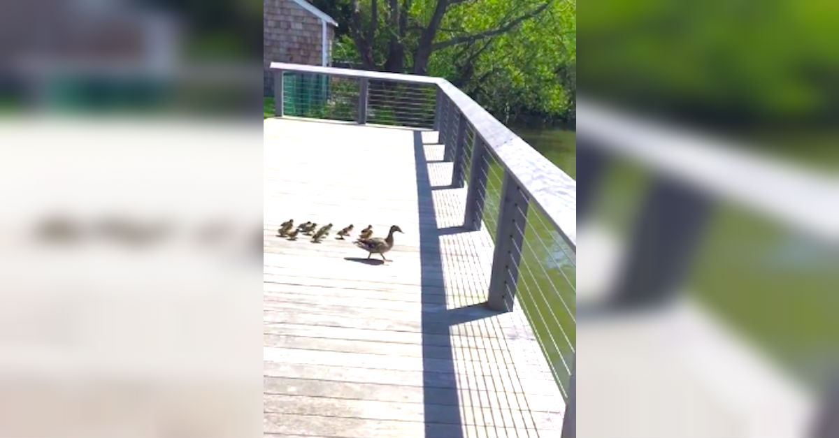 ducklings-jump-into-water