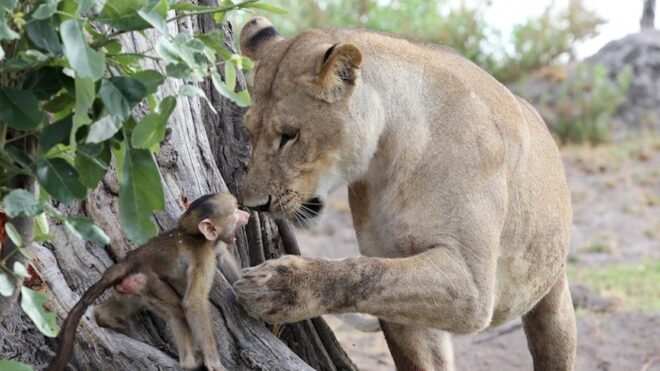 Lioness and baby baboon