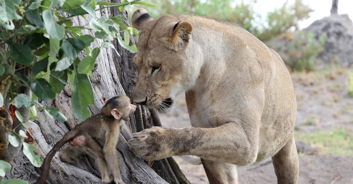 Lioness and baby baboon