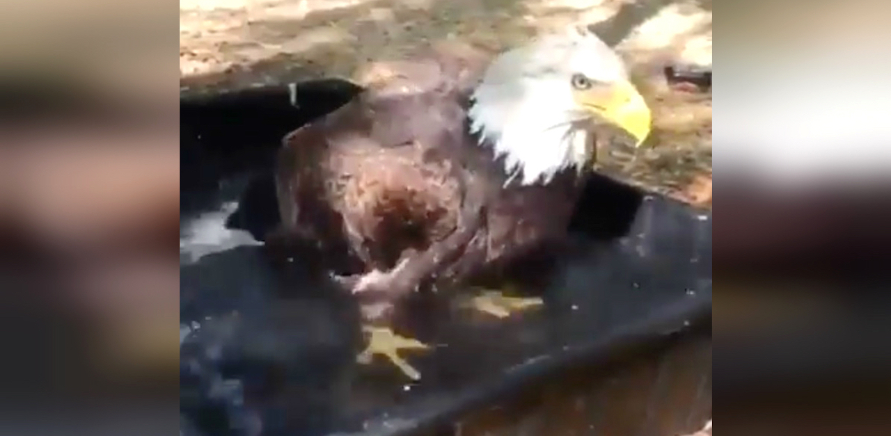 eagle bath HP