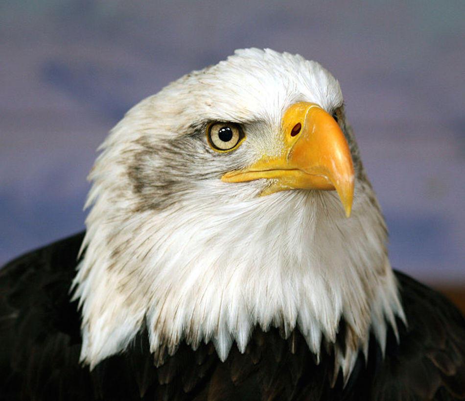 eagle-not-bald.jpg