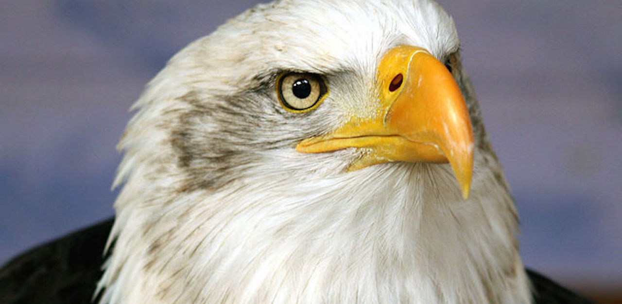 eagle not bald