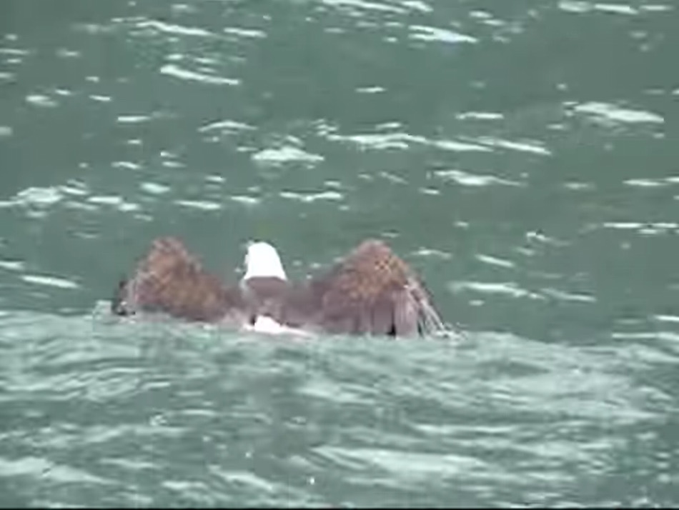 eagle-swimming.jpg