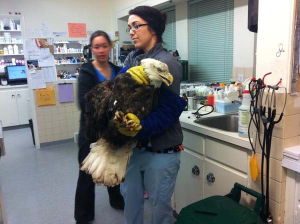 eaglestory1.jpg eaglestory1.jpg