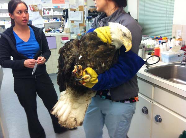 eaglestory2.jpg