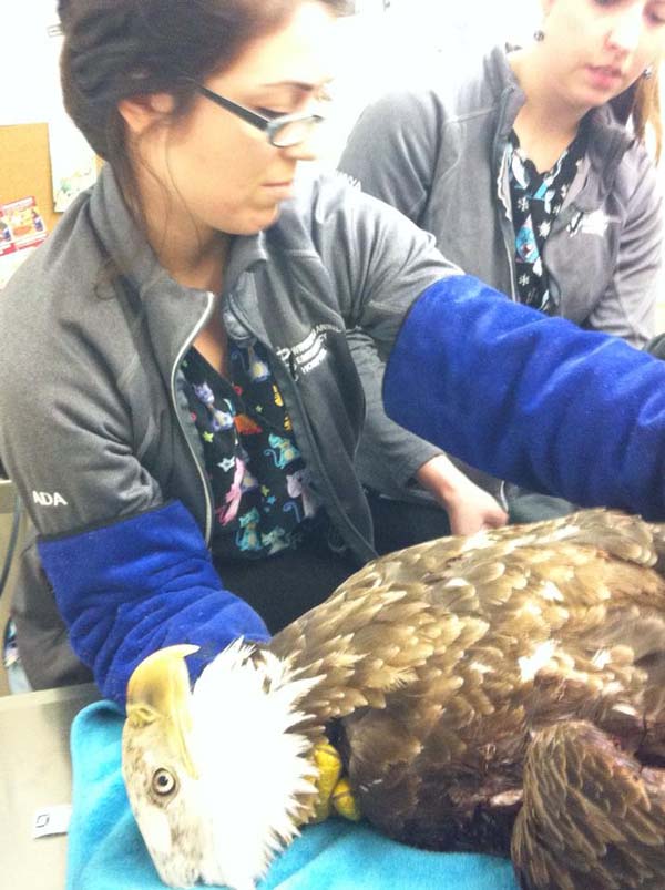 eaglestory4.jpg