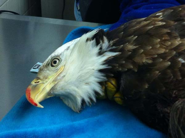 eaglestory6.jpg