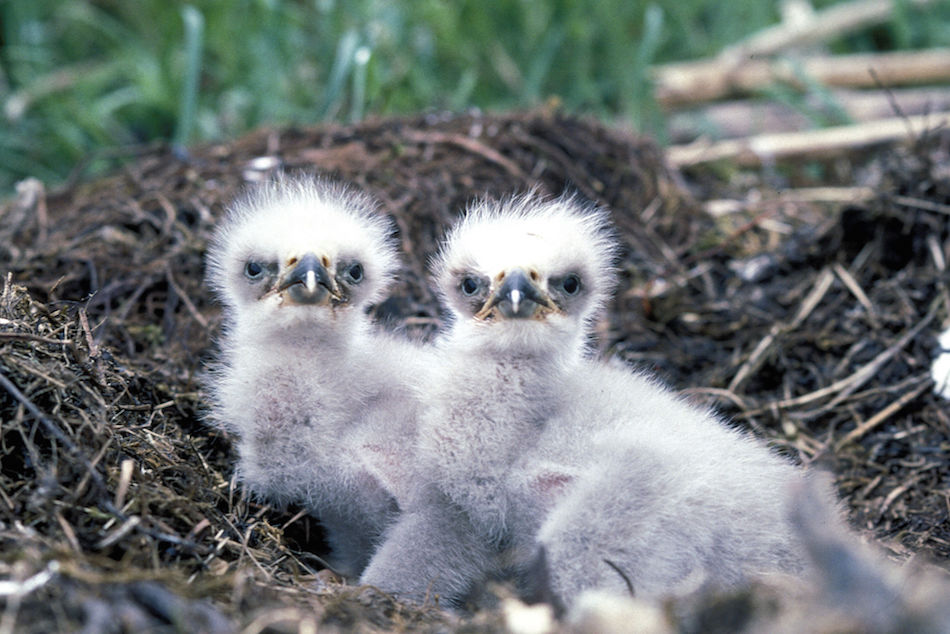 eaglets.jpg