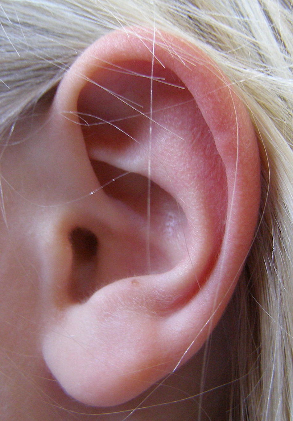 ear.jpg