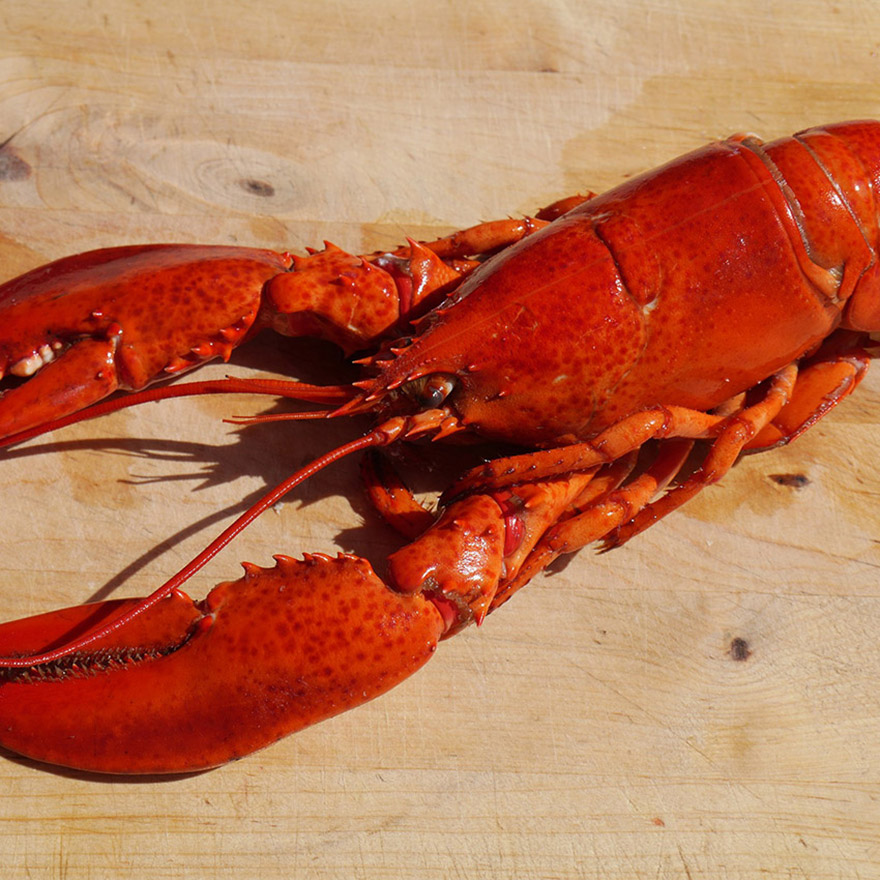 eating-fish-shellfish-while-breastfeeding.jpg