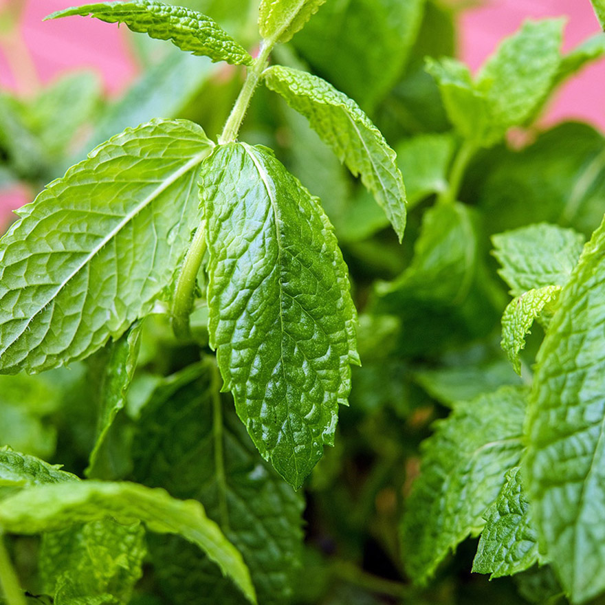 eating-peppermint-while-breastfeeding.jpg