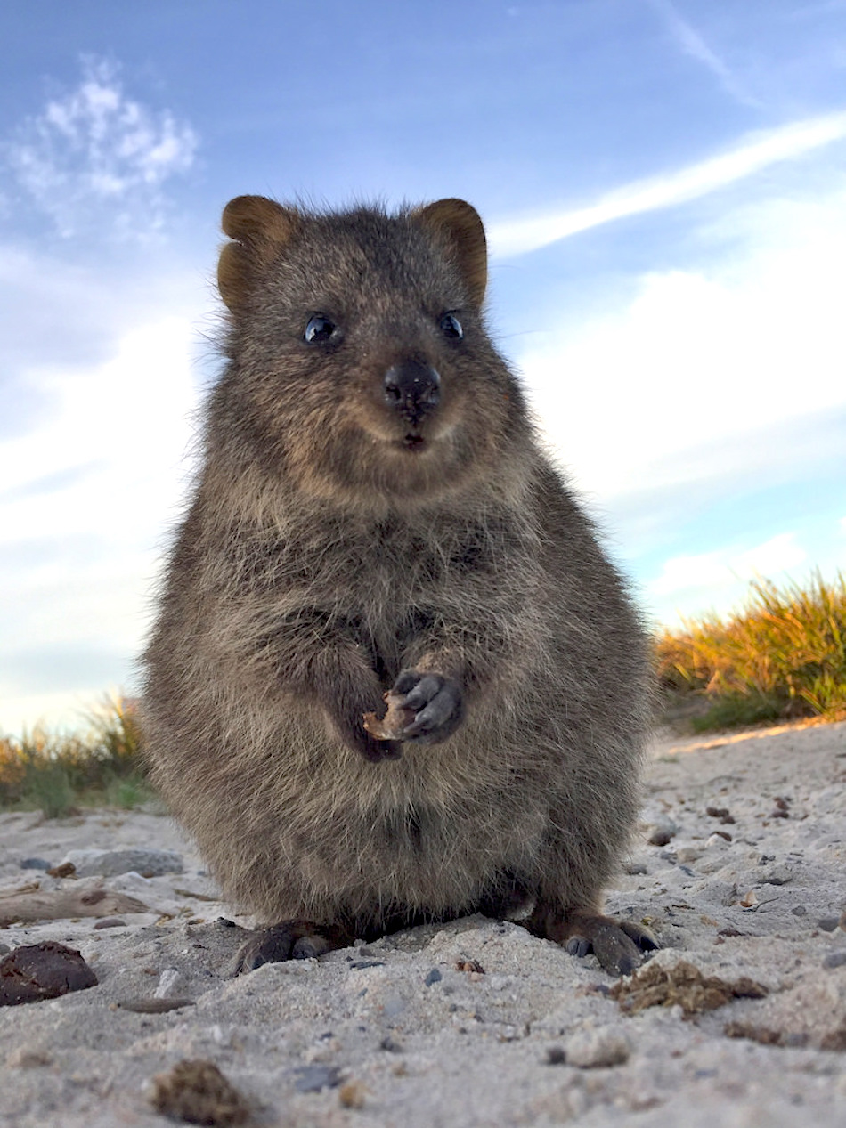 eating-quokka-guy.jpg