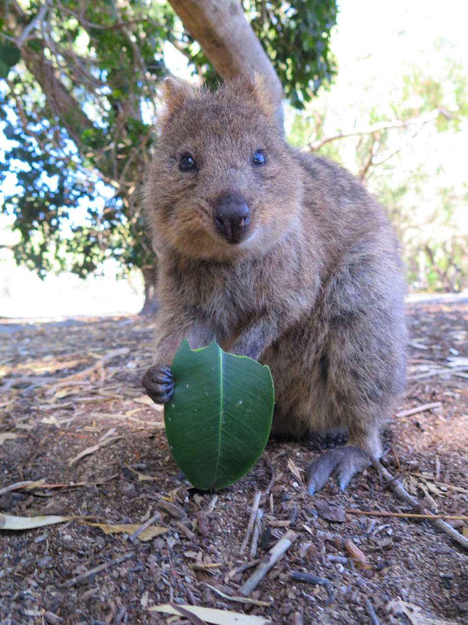 eating-quokka.jpg