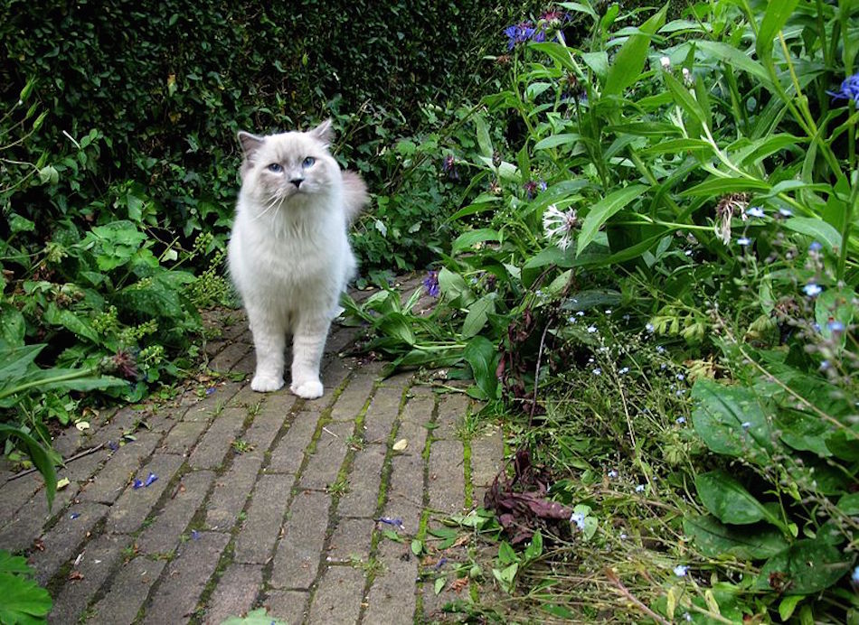 eggshell-cat-in-garden.jpg