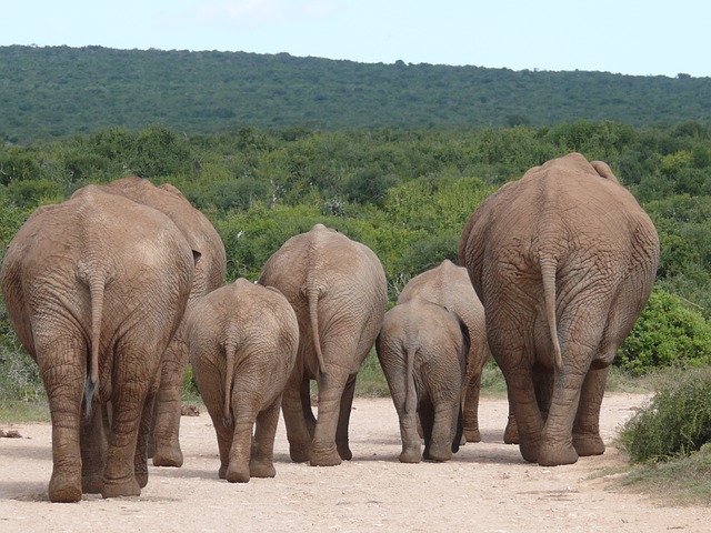 elephant-334456_640.jpg