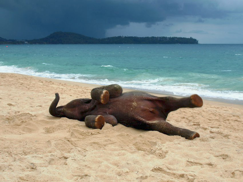 elephant-at-the-beach-2-1.jpg