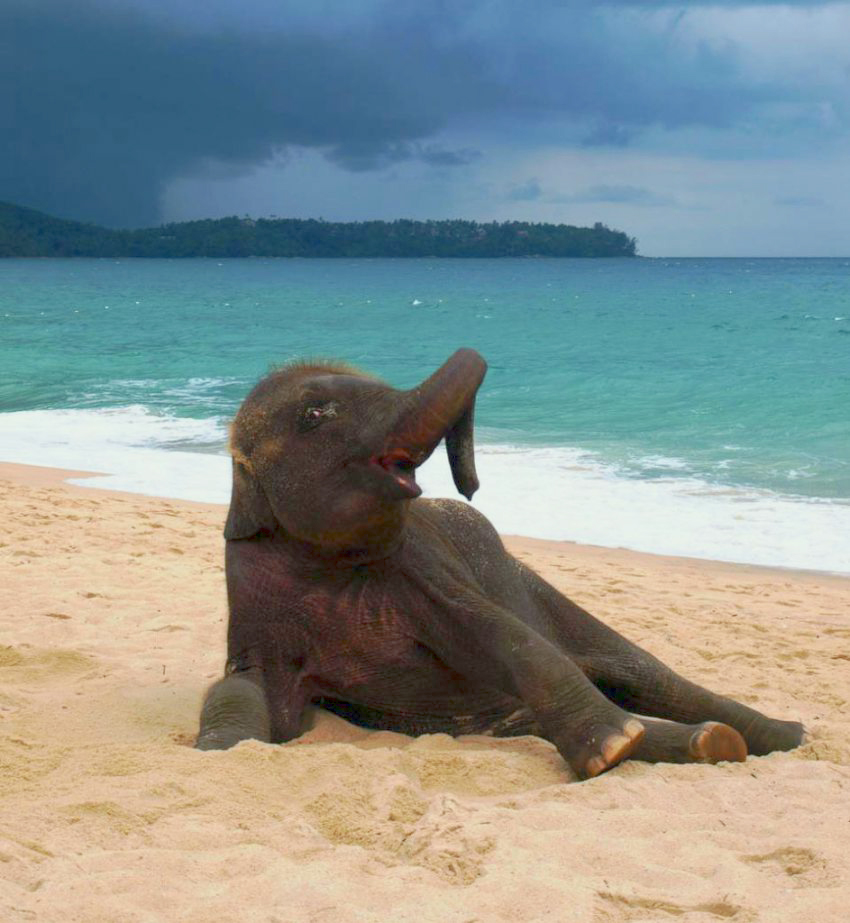 elephant-at-the-beach-3.jpg