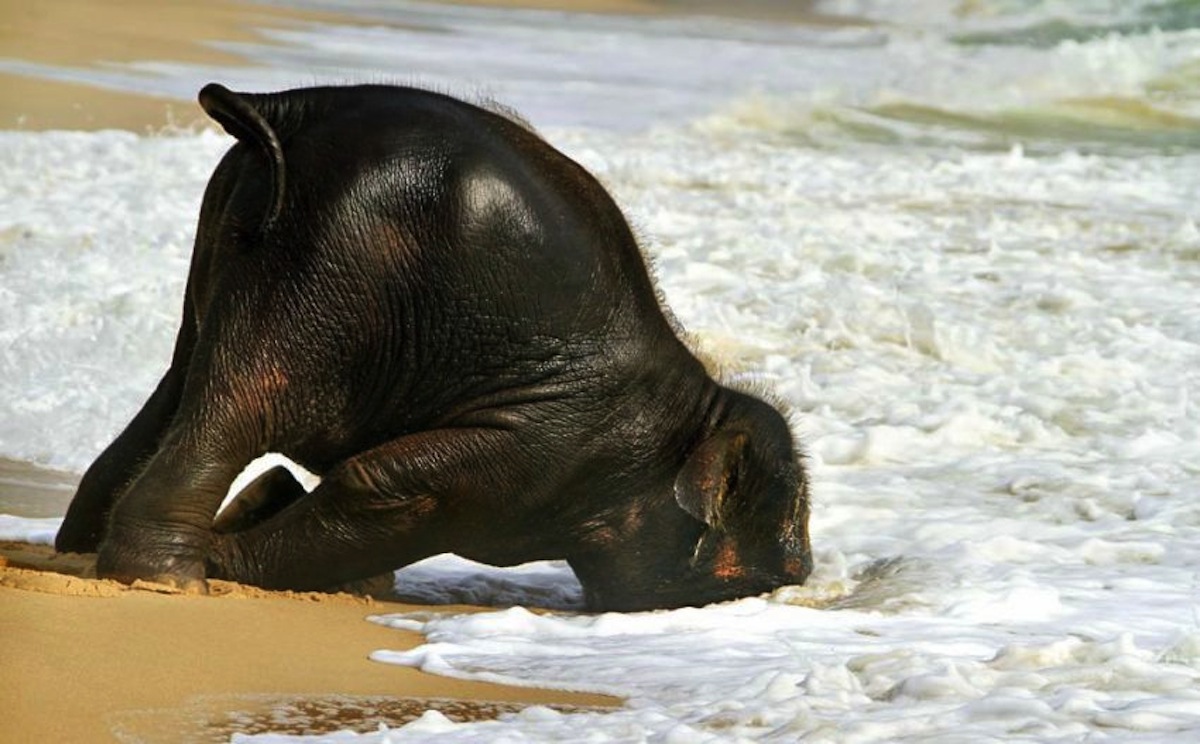 elephant-at-the-beach-4.jpg