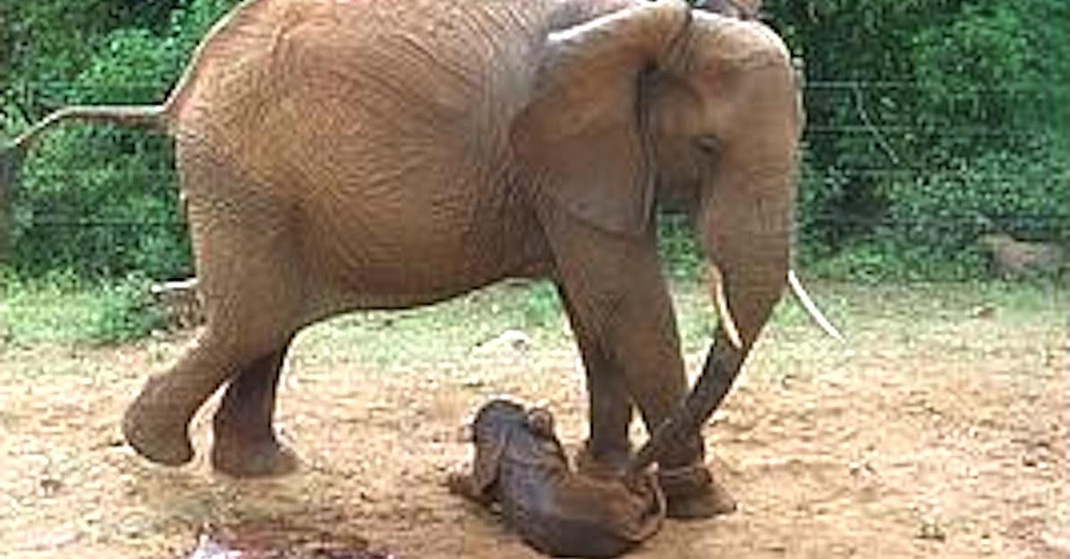 elephant birth