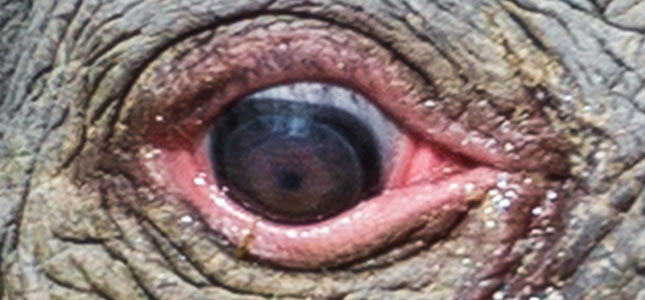 elephant-eyes.jpg