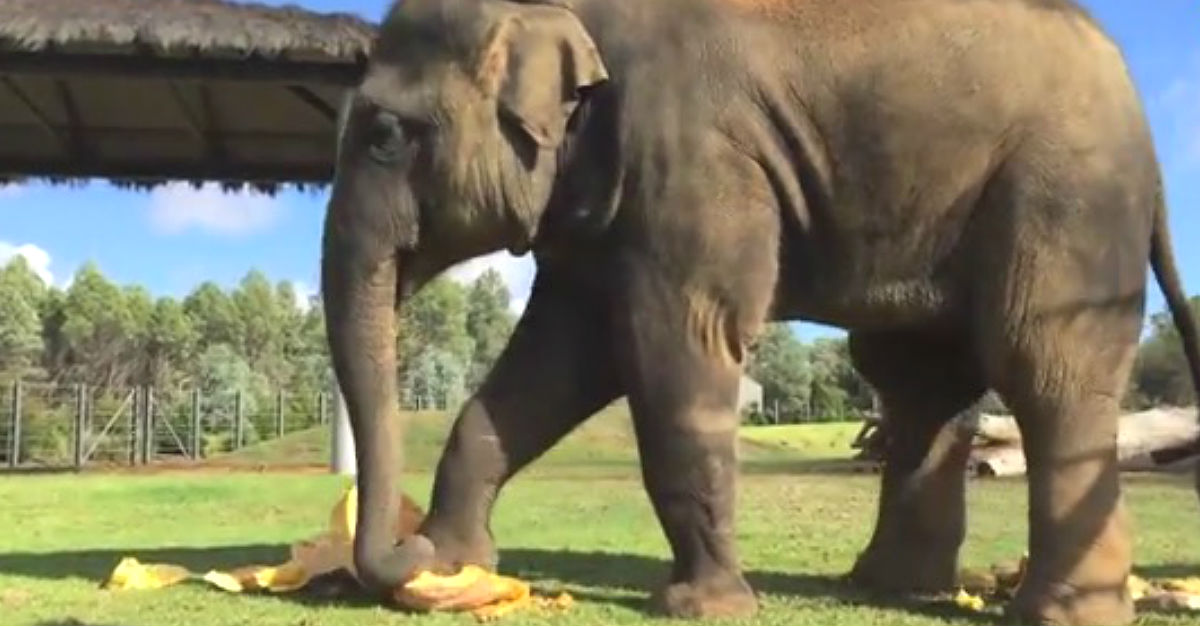 elephant pumpkins 2