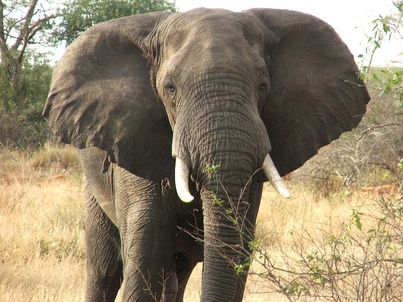 elephant-serengeti1.jpg