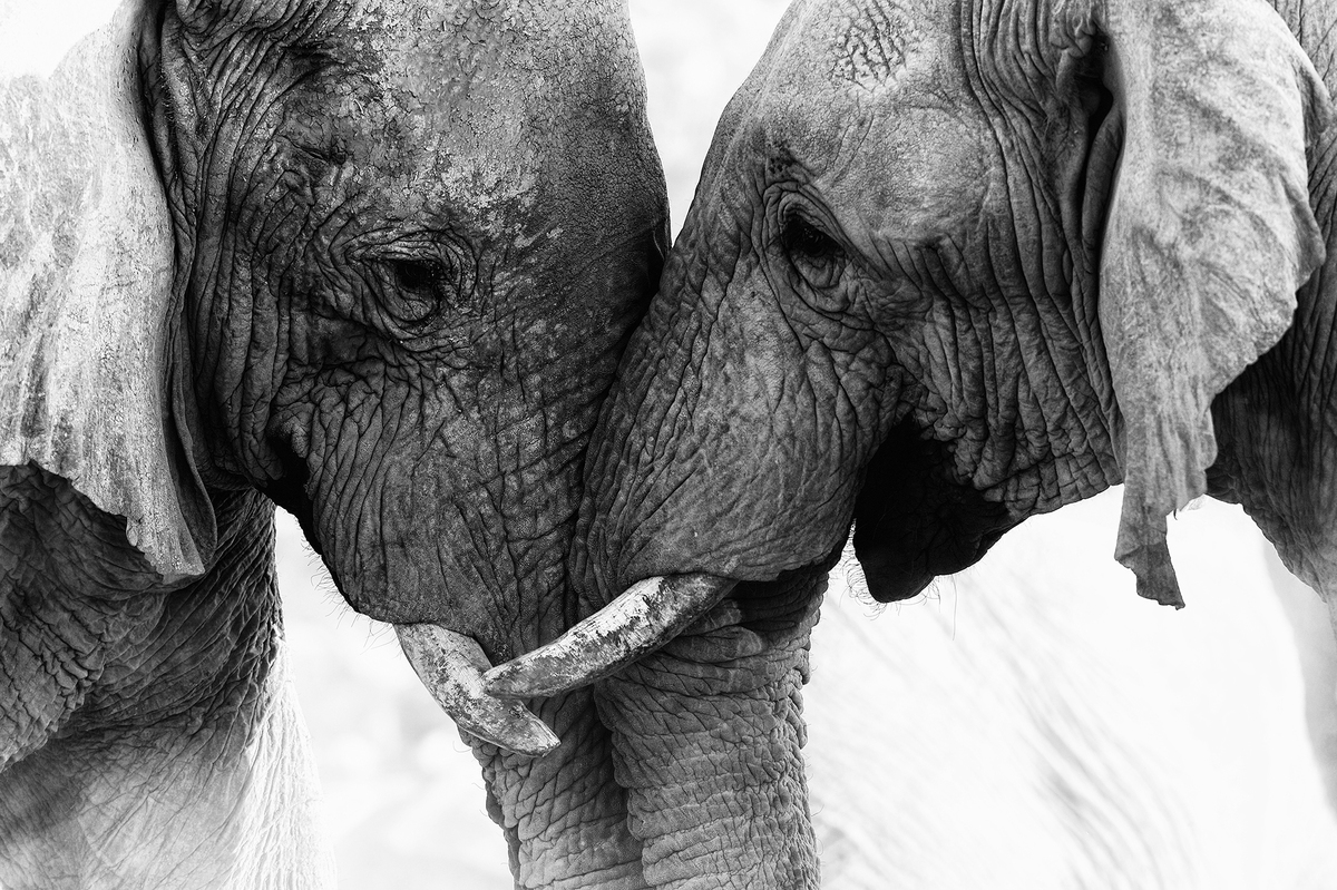 elephant1-3.jpg