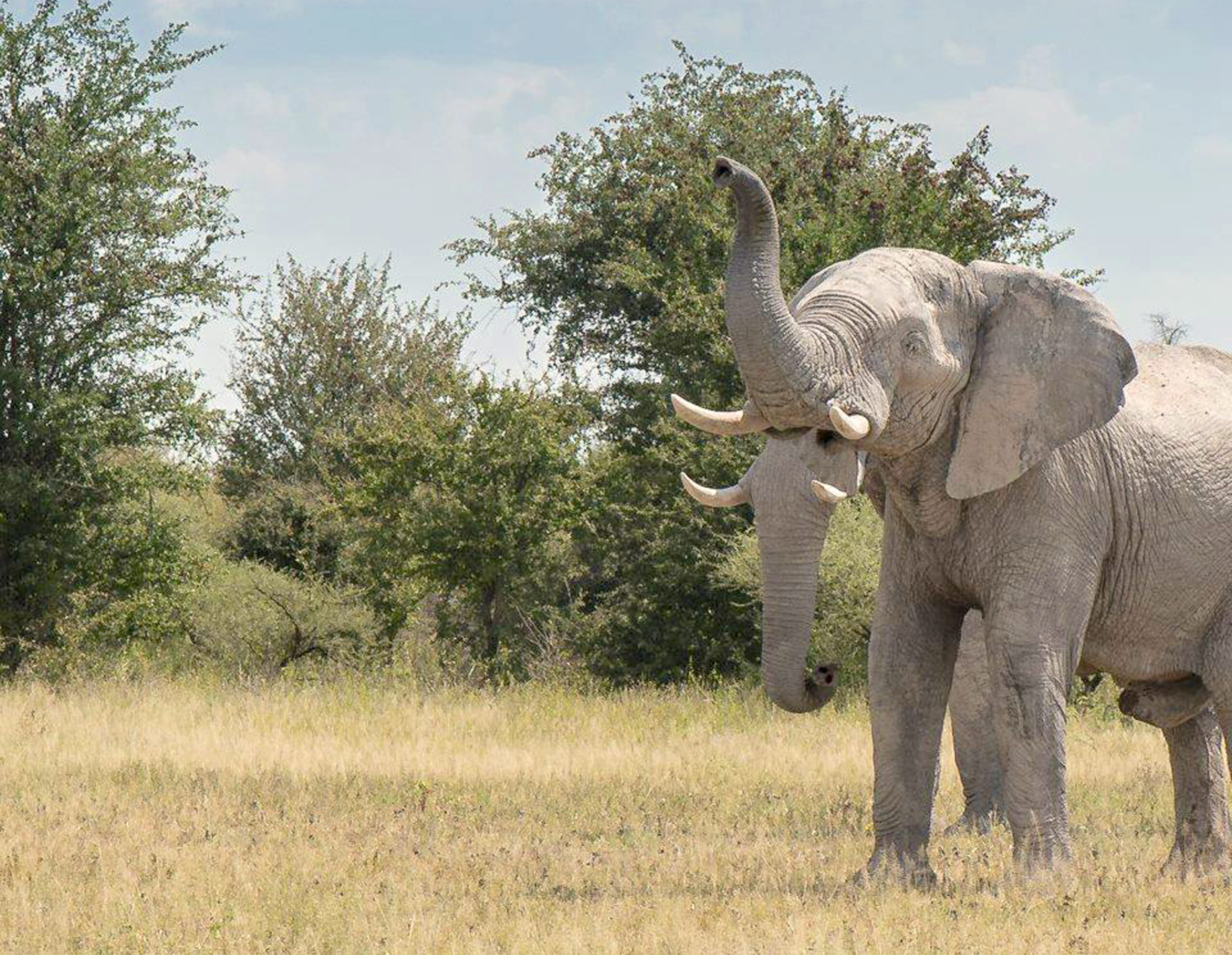 ELEPHANT WITH TWO TRUNKS