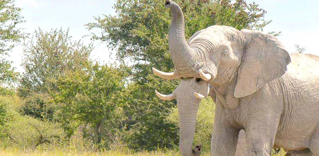 ELEPHANT WITH TWO TRUNKS