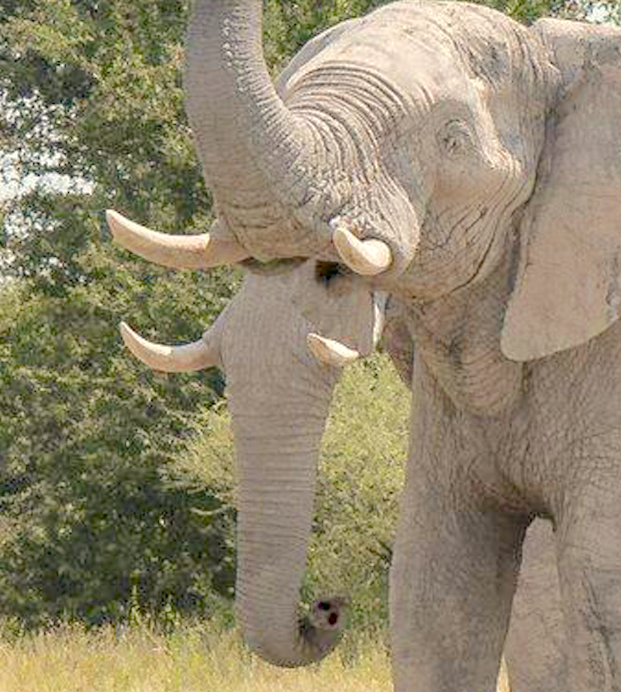 ELEPHANT WITH TWO TRUNKS