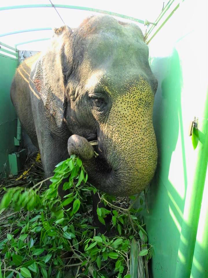 elephantrescue_h.jpg