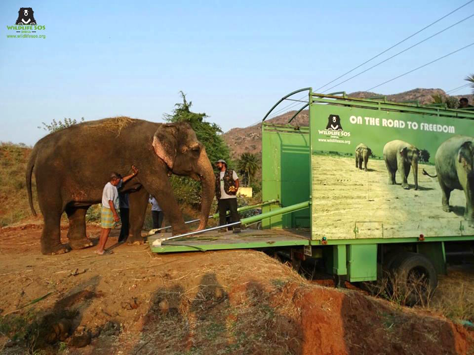 elephantrescue_i.jpg