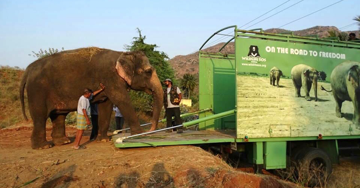 elephantrescue_thumba