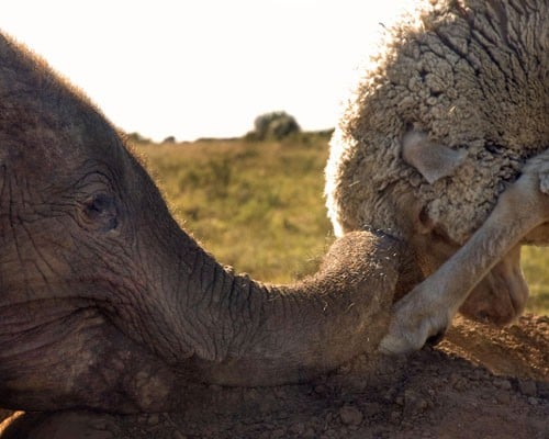 elephantsheep.jpg