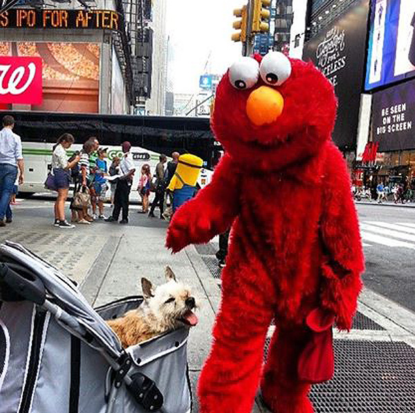 elmo-dog-1-600.jpg