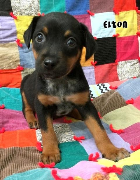 elton-the-puppy.jpg