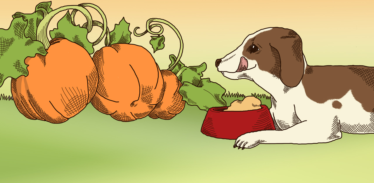 embeddedHPIMG_PumpkinForPets_1280x627px