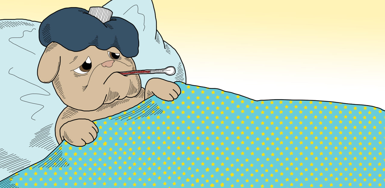 embeddedHPIMG_SickPetSigns_1280x627px