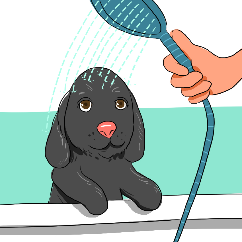 embeddedIMG_-What-You-Need-to-Know-About-Giving-Your-Puppy-a-Bath_850px-IM10.jpg