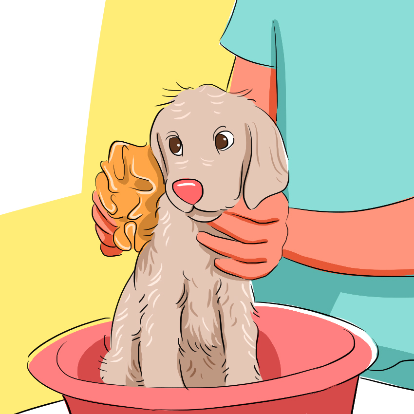 embeddedIMG_-What-You-Need-to-Know-About-Giving-Your-Puppy-a-Bath_850px-IM5.jpg