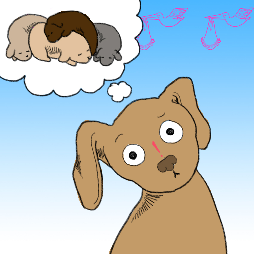 embeddedIMG_DogKnowsYourePregnant_850px_3.jpg