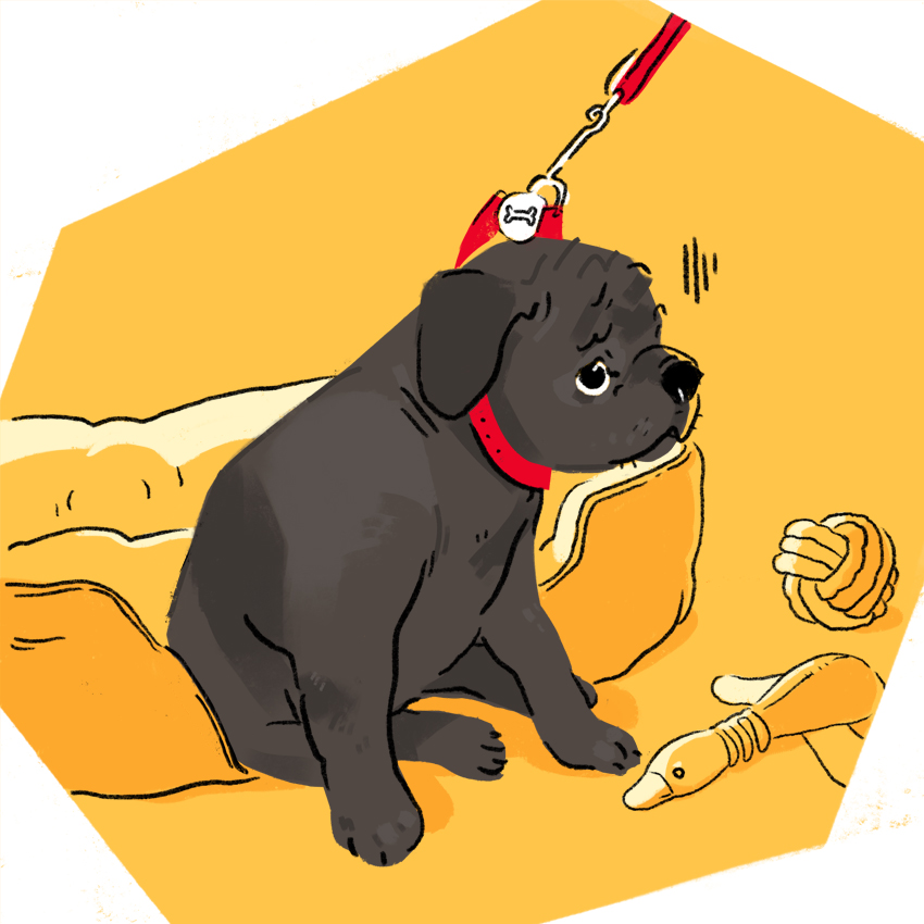 embeddedIMG_How-To-Handle-A-Puppy-With-Leash-Reactivity_850px_2.jpg