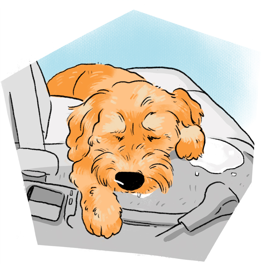 embeddedIMG_How-to-Deal-With-a-Carsick-Puppy_850px_1.jpg