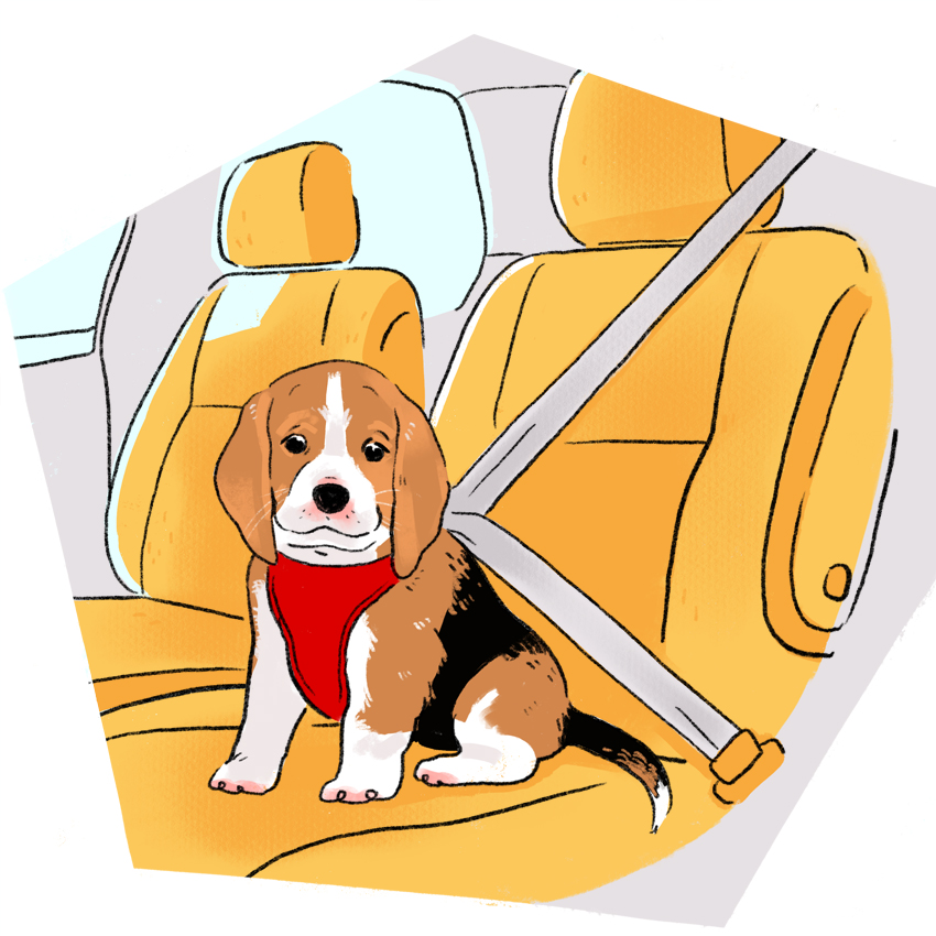 embeddedIMG_How-to-Deal-With-a-Carsick-Puppy_850px_13.jpg