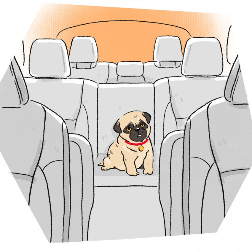 embeddedIMG_How-to-Deal-With-a-Carsick-Puppy_850px_7.jpg