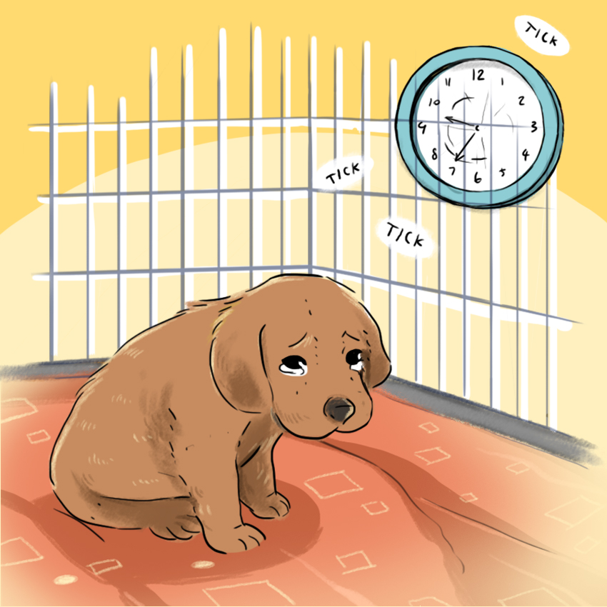 embeddedIMG_HowToCrateTrainAPuppy_850px_11.jpg